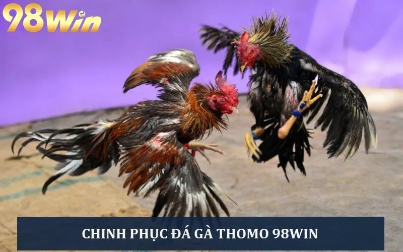 Đặc sản đá gà Thomo tại Đá gà 98WIN